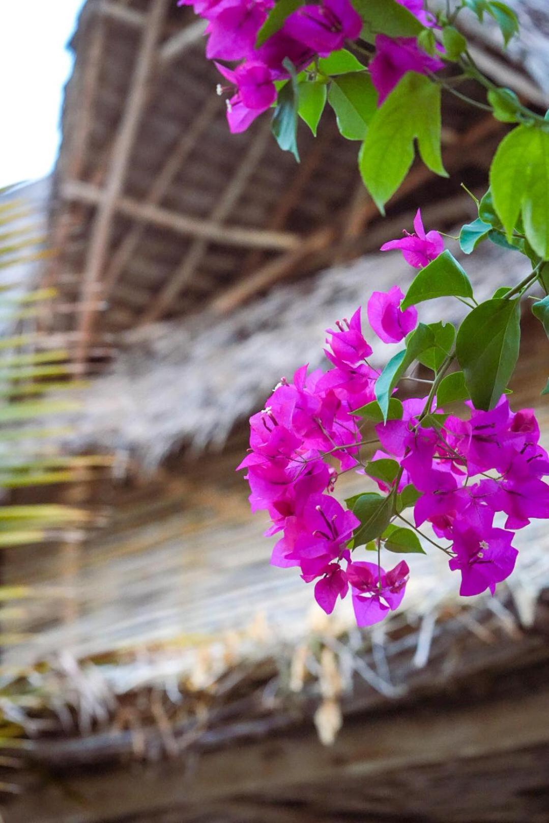 The Garden Hotel Paje Ngoại thất bức ảnh